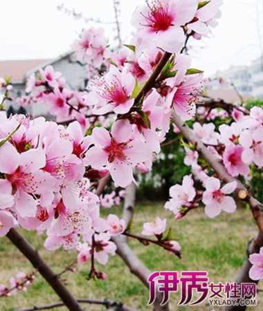 【图】介绍桃花什么季节开花 赏桃花佳时间为