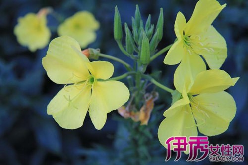 【圖】夜來香花圖片大全賞析 夜來香花對家居環境的影響