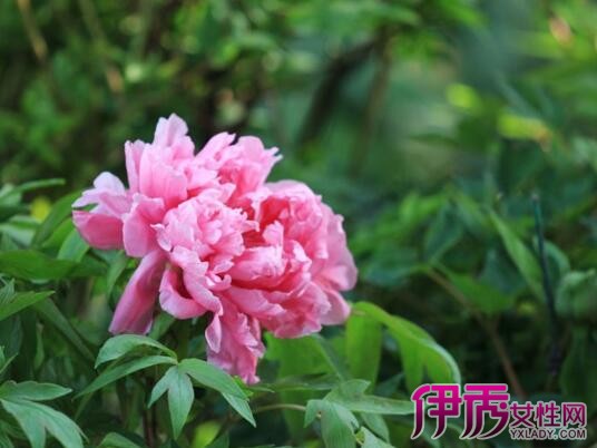 牡丹花语是什么 图 牡丹花语是什么9种色系的牡丹花语 伊秀花草 Yxlady Com