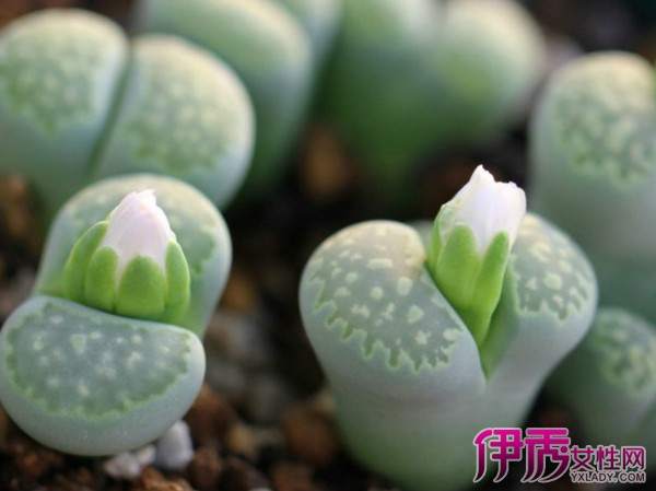 【网购多肉植物怎么修根】【图】网购多肉植物