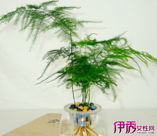 栽观叶植物】【图】大型盆栽观叶植物有哪些 