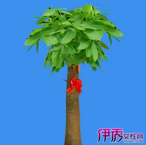 【大发财树的养殖方法】【图】大发财树的养殖