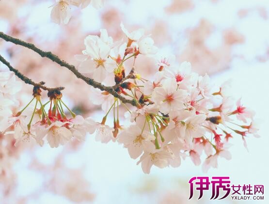 樱花的花语是什么意思】【图】樱花的花语