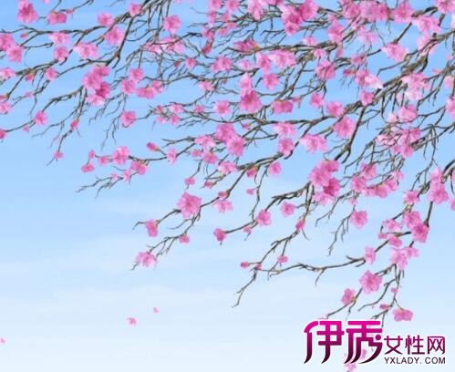 【图】樱花的花语是什么意思 其象征意义是什么