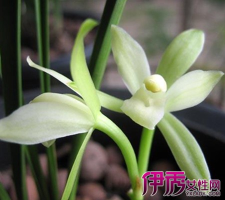【春兰花图片及品种】【图】春兰花图片及品种