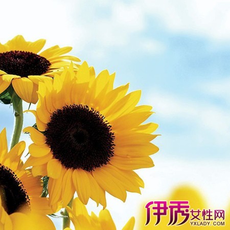【什么是太阳花】【图】什么是太阳花 分享它
