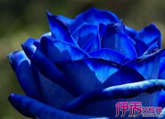 【蓝玫瑰花语数量】【图】蓝玫瑰花语数量有哪