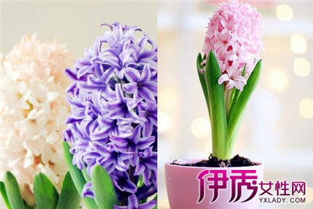 风信子花语是什么】【图】各色风信子花语是什