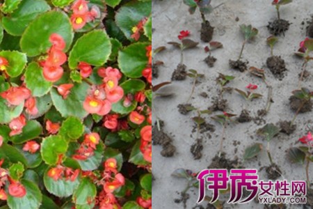 四季海棠的繁殖方法图片