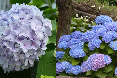 图 分享紫阳花常见病症治疗方案防治八仙花叶斑病有技巧 八仙花叶斑病 伊秀花草网 Yxlady Com