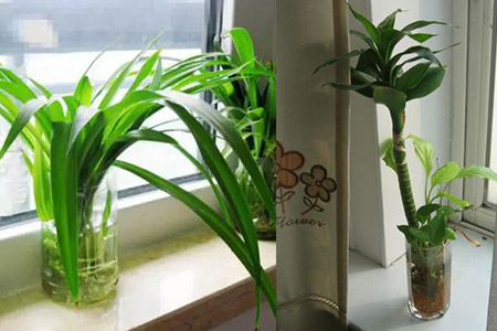 【水培植物】【图】快速让水培植物生根有窍门