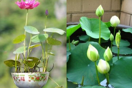 【碗莲】【图】学习碗莲种子种植方法 拥有小