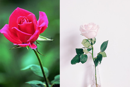 【图】盘点月季玫瑰的特点 教你如何区别它们