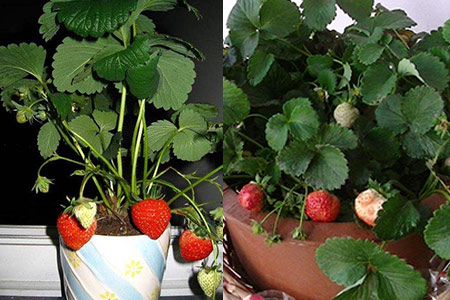 【盆栽】【图】说说三年盆栽草莓的心得 注意