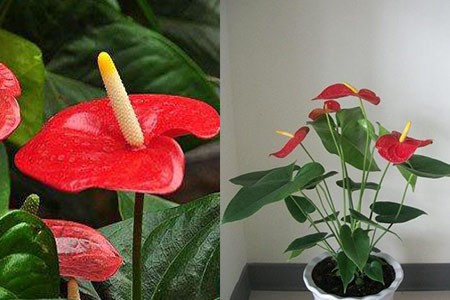 【图】选择红掌肥料必知的技巧 这样管理开花