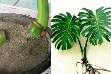 龟背竹的繁殖方法图解图片