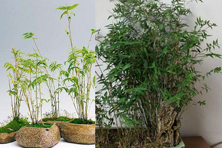 【图】养护盆栽竹子的三大要点 植株喜湿怕积水