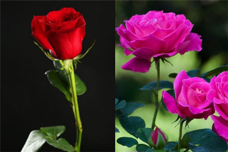 【图】玫瑰和月季的区别大盘点 有哪些显著的作用