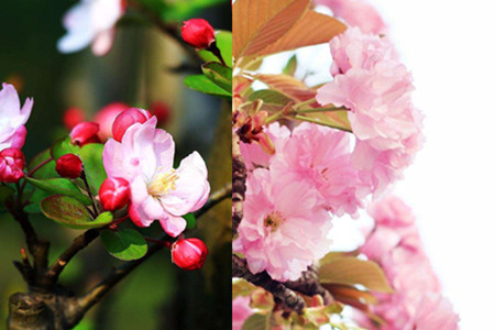 【图】樱桃花和樱花的区别是什么 植物学家教给你的分辨小诀窍