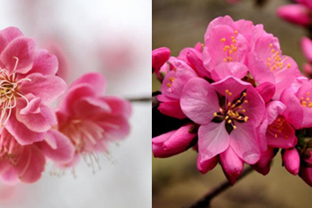 【图】樱桃花和樱花的区别是什么 植物学家教给你的分辨小诀窍