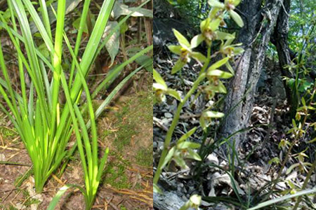 山东野生兰花分布图片