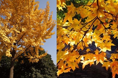 最高かつ最も包括的な銀杏 花 最高の花の画像