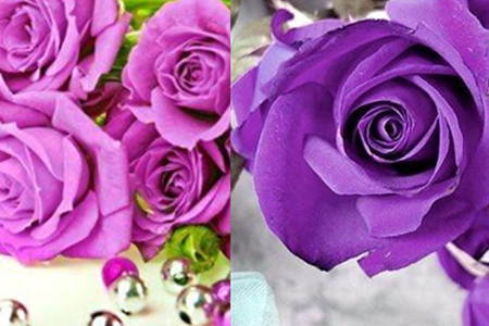 【图】紫色玫瑰代表什么寓意 这些你知道多少