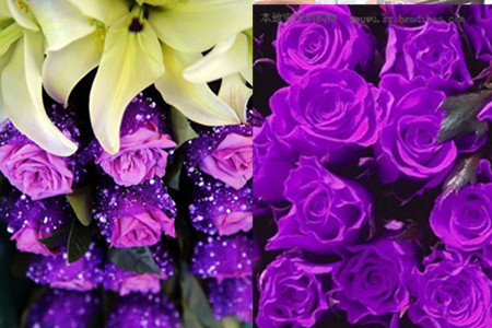 【图】紫色玫瑰代表什么寓意 这些你知道多少