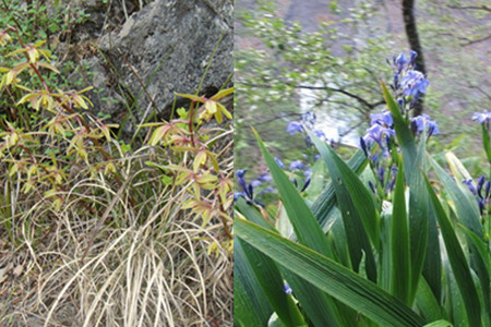 野生兰花的生长环境图片