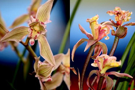 【圖】介紹雲南蘭花品種 分析它們的特點