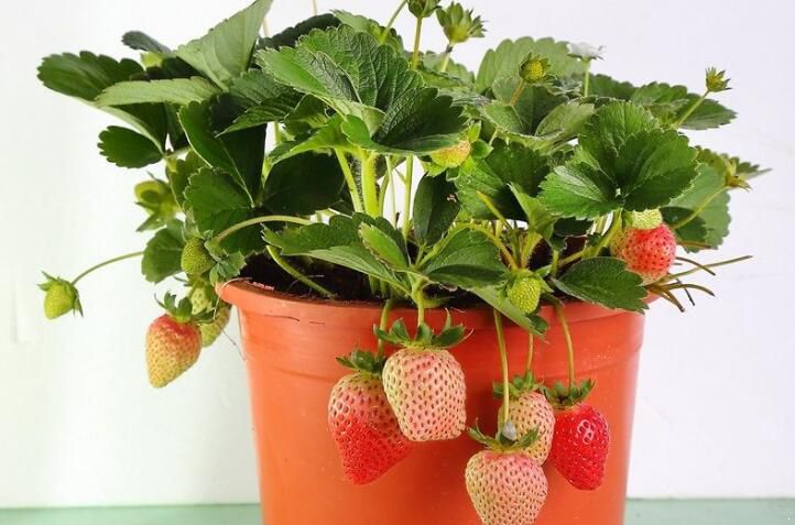 盆栽草莓图片高清图片