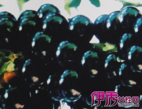 【树葡萄】【图】什么是树葡萄? 教你如何栽培