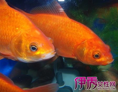 【红鲤鱼能吃吗】【图】我们平常见的红鲤鱼能