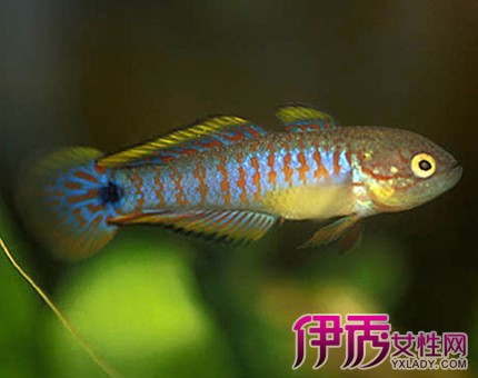 【圖】關於養各種小型熱帶魚的飼養方法 熱帶魚的種類大全