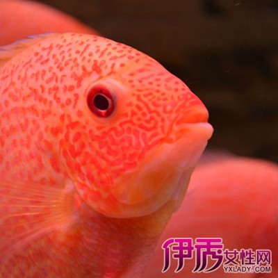 【菠萝鱼】【图】菠萝鱼的图片欣赏 菠萝鱼的