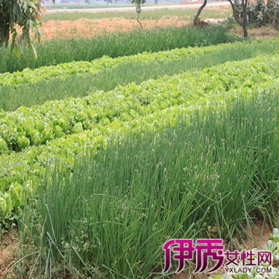 【图】四季小香葱图片欣赏 介绍小香葱的7大功效