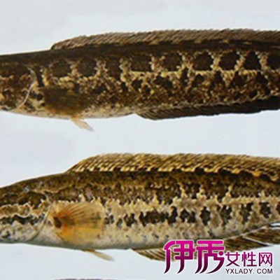 【乌草鱼】【图】展示乌草鱼图片 几个妙招教