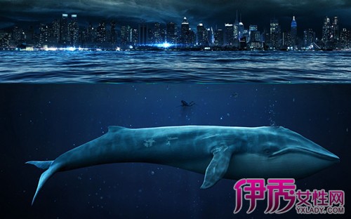 【图】解密鲸鱼肉好吃吗 为什么日本人这么喜