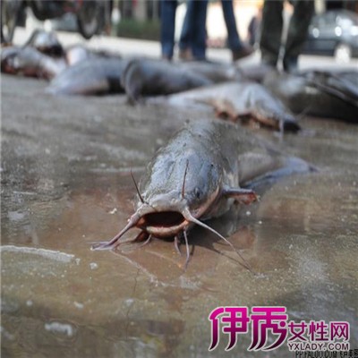 【鲶鱼怎么杀】【图】分享鲶鱼怎么杀方法 教