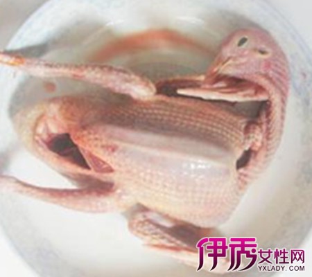 【什么人不能吃鸽子肉】【图】什么人不能吃鸽