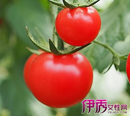 【西红柿生吃有营养吗】【图】西红柿生吃有营