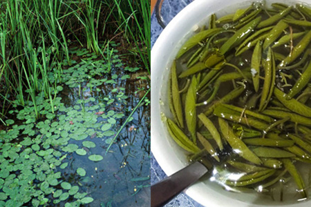 莼菜简介图片