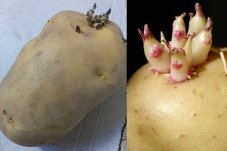 【图】马铃薯发芽了还能吃吗 强行食用可导致中毒