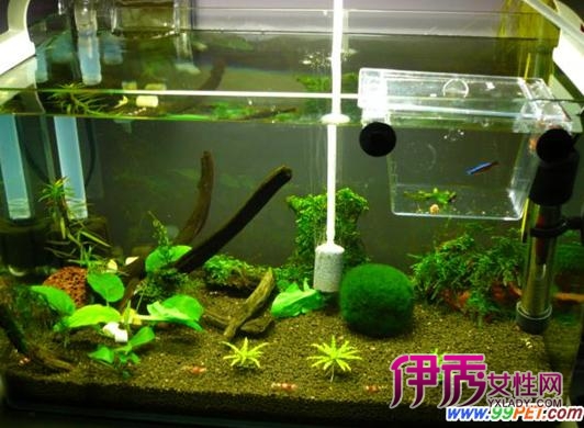 如何人工繁殖宝莲灯鱼(图)_宠物水族_宠物-伊