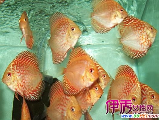 七彩神仙鱼出现腹胀的原因与治疗(图)_宠物水