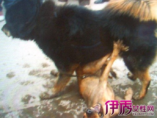 比特犬VS藏獒谁厉害