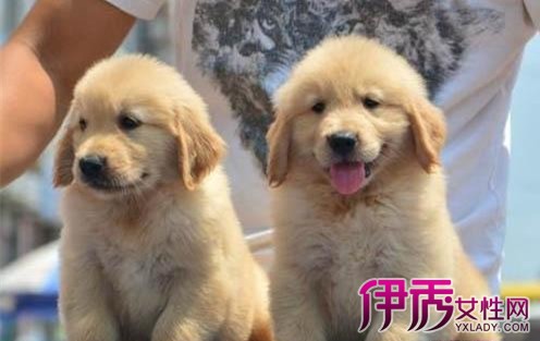 【图】下拉布拉多犬照片曝光 商位列世界犬类