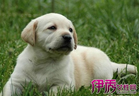 【图】拉布拉多家养知识 教你如何训练拉布拉多