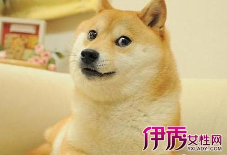 【图】究竟柴犬掉不掉毛 分析柴犬掉毛原因