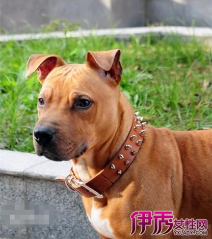 【圖】純正血統比特犬圖片 教你如何辨別純種比特犬